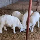 للبيع خرفان حري القصيم