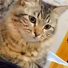 قط ذكر للتبني السريع