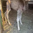 حوار