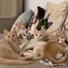 قطط تبني