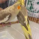 كروان جوز باكستاني للانتاج عرض ب 400