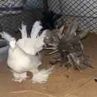حمام رقاص