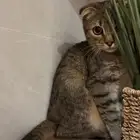 قطه للتزاوج