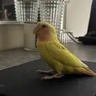 روز