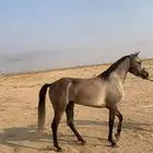 فرس شعبيه مهره شيخه