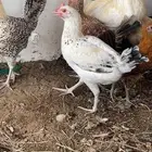 دجاج كبار بياض واثنين ديكة