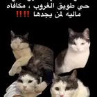قط مفقود في حي طويق الغروب