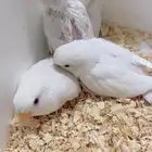 فروخ روز البينو