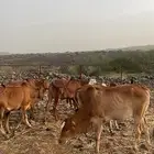 حسيل ذكران العدد6