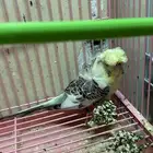 بادجي هوقو انجليزي