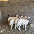 الرخال نظيفه شرط