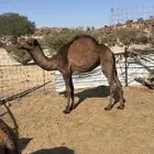 بكره فل شحم