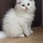 قط ذكر للبيع