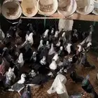 الخرج