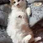 قط ضاع في حي القابل ابها ذكر