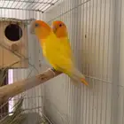 للبيع طيور روز صحه ونضافه وحجم بس في واحد مافي رجل