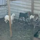 عنز وعناق ورخل