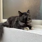 قطه شيرازيه بيور للبيع