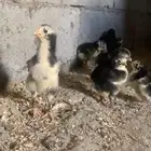 صيصان شامو الماني