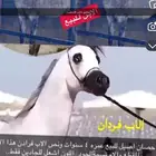 خيول
