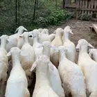 طليان للبيع