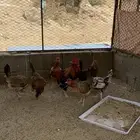 دجاج عربي افرق