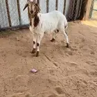 تم البيع