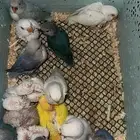 فروخ روز متنوعه(جملة) تم البيع خارج الموقع