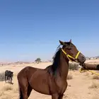 حصان عمره سنتين و 8 شهور