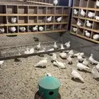 حمام فرنسي