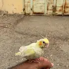 طير كروان