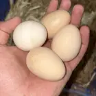 بيض مخصب براهما