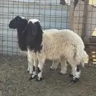 خروفين طيبات ونظاف