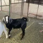تيس للبيع