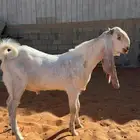 تيس مشروع فحل