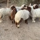 نعيم طليان ورخال كبار وحريات