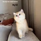 أنثى ( بريتش بيور ) كيتن ( للبيع )