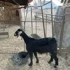 عنز للبيع عليها تيس