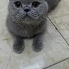 قط سكوتش ستريت أنثى للبيع