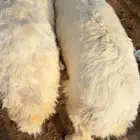 طليين كايفات 6شهور