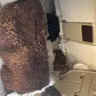 نعجه