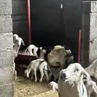 نعجه مسوي تحتها رخله