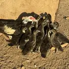 بطه مصري