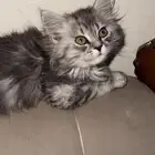 قطط