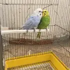 جوز بادجي هولندي دم انجليزي منتج