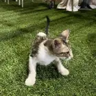 قط بلدي للتبني