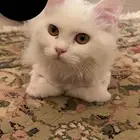 قط للتبني شيرازي تركي ذكر