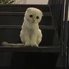قطط