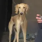 سلوقي ذكر احمر اريش