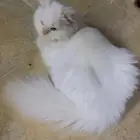 cats 7 months old